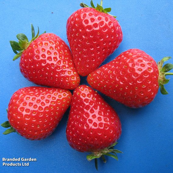 Strawberry 'Malling Centenary'