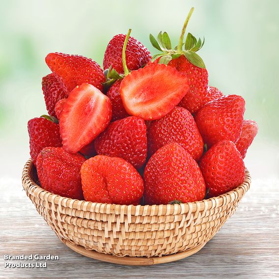 Strawberry All Season Trio