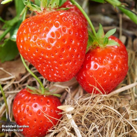 Strawberry All Season Trio
