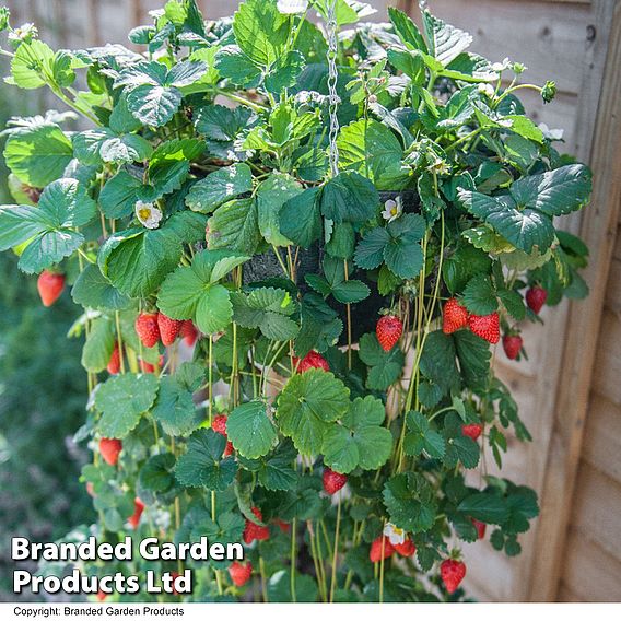 Strawberry 'Mount Everest' (Everbearer/ All Season)