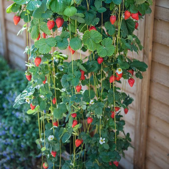 Strawberry 'Mount Everest' (Everbearer/ All Season)