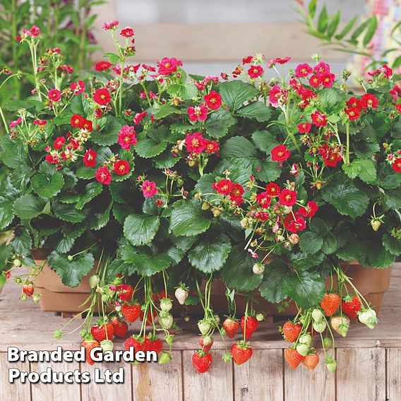 Strawberry 'Summer Breeze Rose'