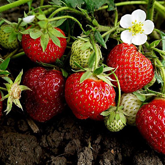 Strawberry 'Sweet Sensation'