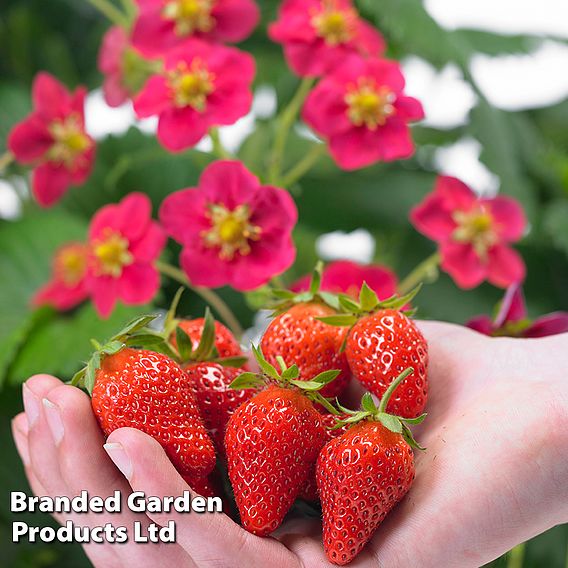 Strawberry 'Toscana'