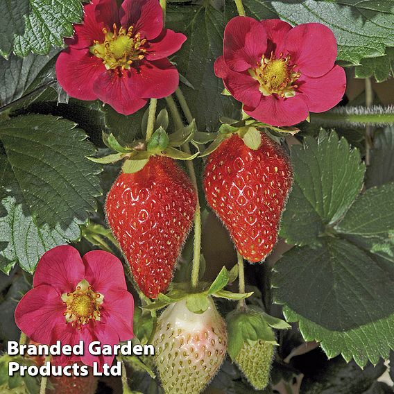 Strawberry 'Toscana'