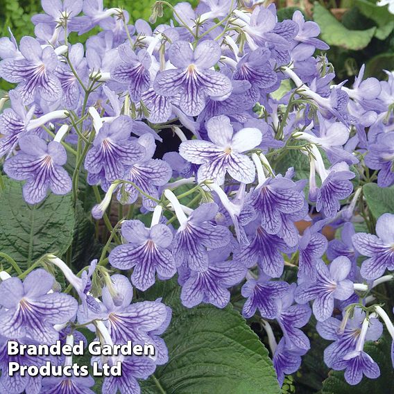 Streptocarpus 'Bethan'