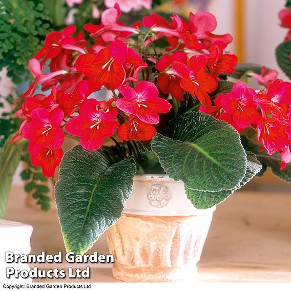 Streptocarpus 'Hope'