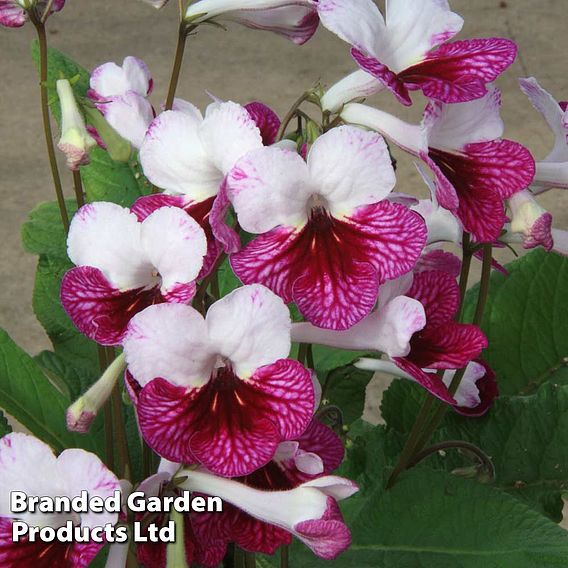 Streptocarpus 'Dwynwen'