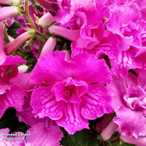 Streptocarpus 'Angie'