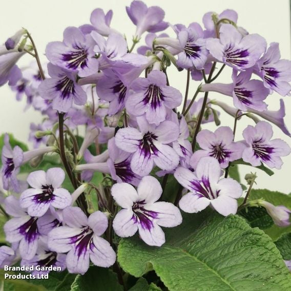 Streptocarpus 'Betty'