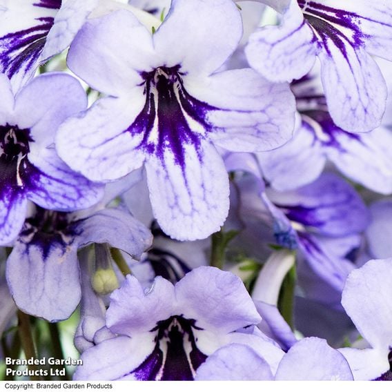 Streptocarpus 'Betty'