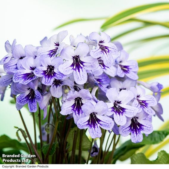 Streptocarpus 'Betty'