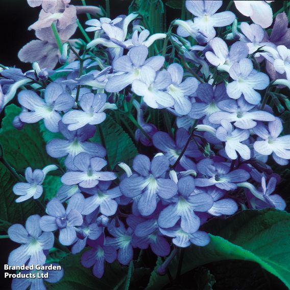 Streptocarpus 'Falling Stars'