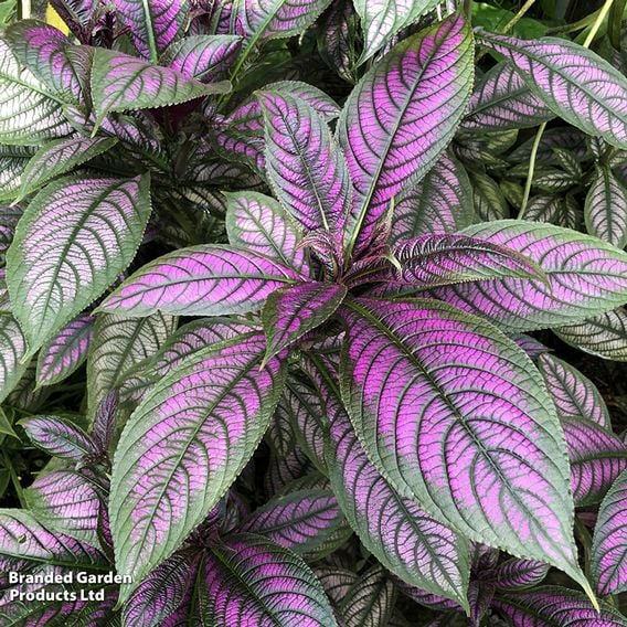 Strobilanthes dyeriana