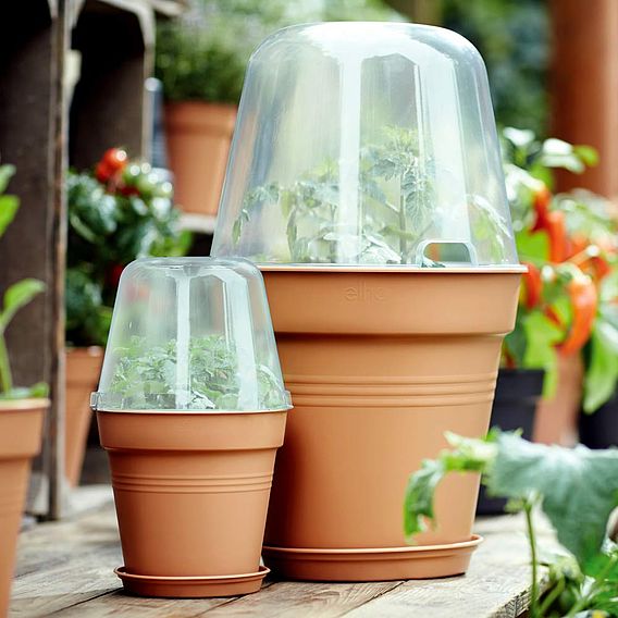 Terracotta Effect Grow Pot + Bell Cover + Saucer