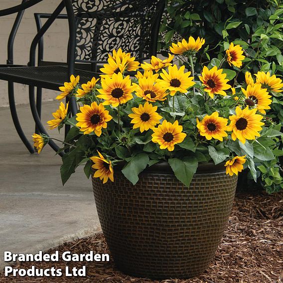 Sunflower SunBelievable™ 'Brown Eyed Girl'