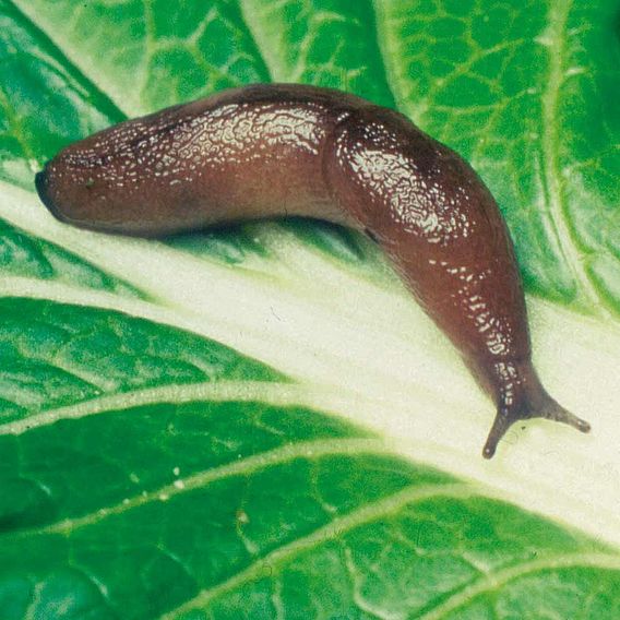 Nematode Slug Killer