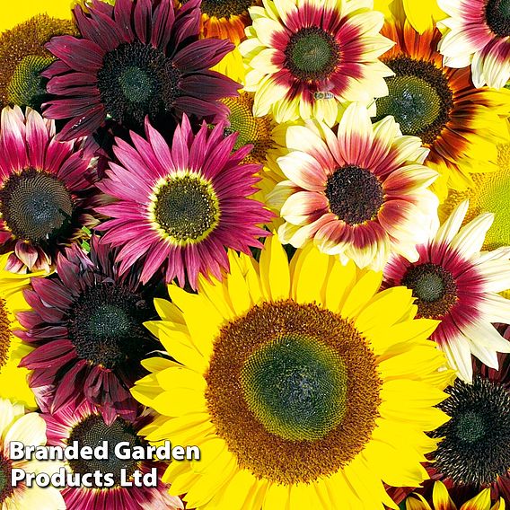 Sunflower Seeds - Summer Long Mixed