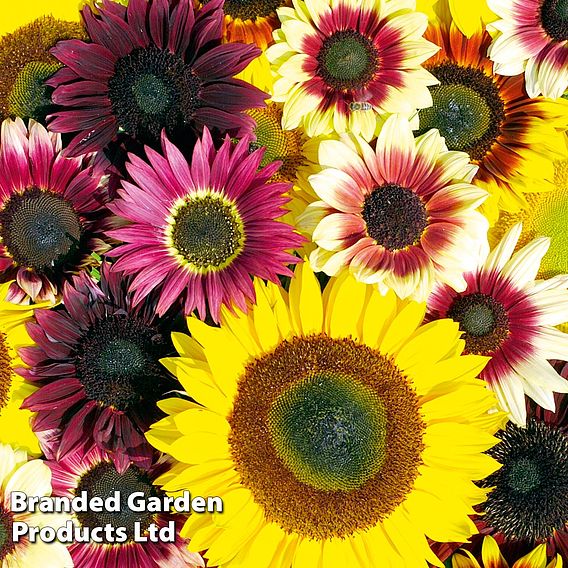 Sunflower 'Summer Long Mixed' - Seeds