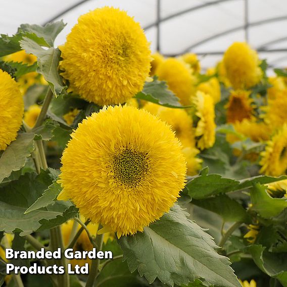 Sunflower 'Gummy Bear' - Seeds