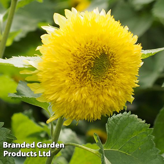 Sunflower 'Gummy Bear' - Seeds