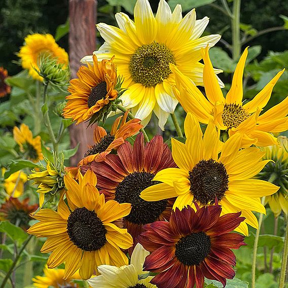 Sunflower 'Beaches Mix' - Seeds