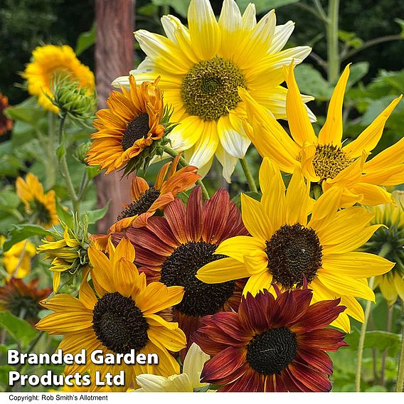 Sunflower 'Beaches Mix' - Seeds