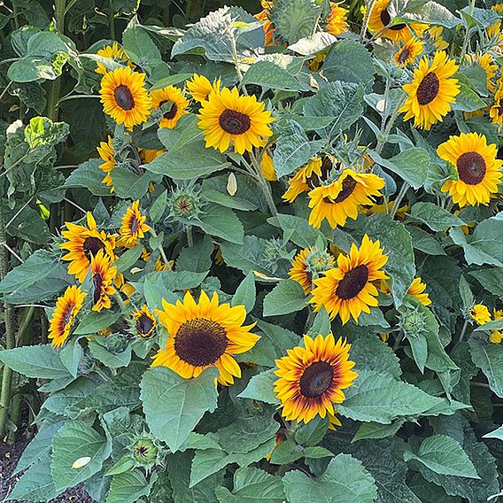 Sunflower 'Orange Mahogany' F1 - Seeds