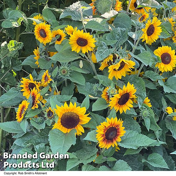 Sunflower 'Orange Mahogany' F1 - Seeds