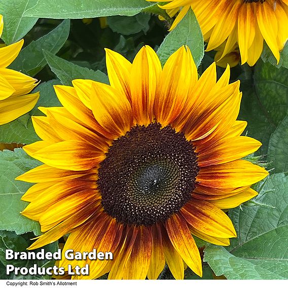 Sunflower 'Orange Mahogany' F1 - Seeds