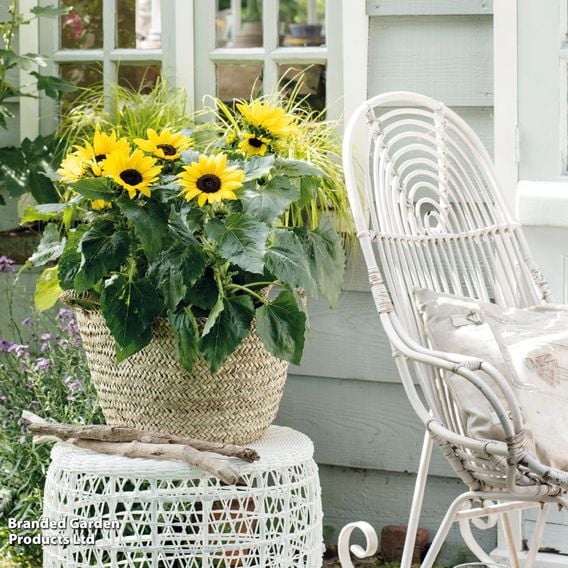 Sunflower 'Sunsation Yellow'