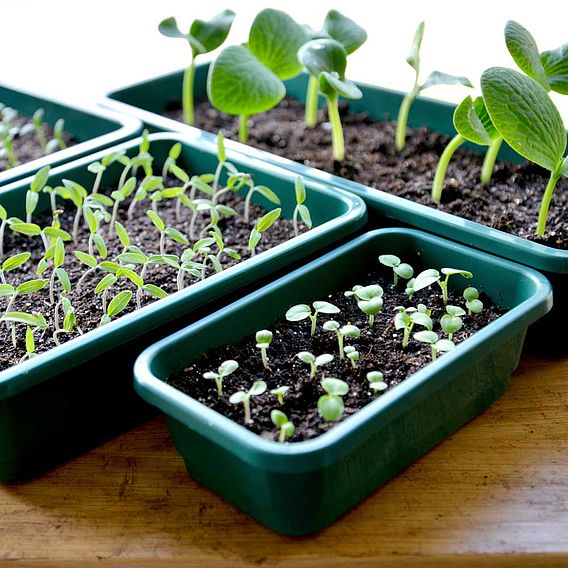 Seed Trays - Quarter Size