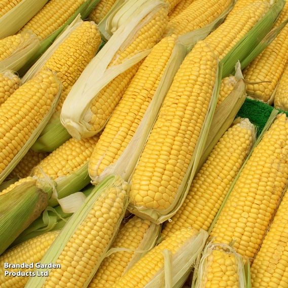 Sweetcorn 'Golden Bantam' - Organic Seeds