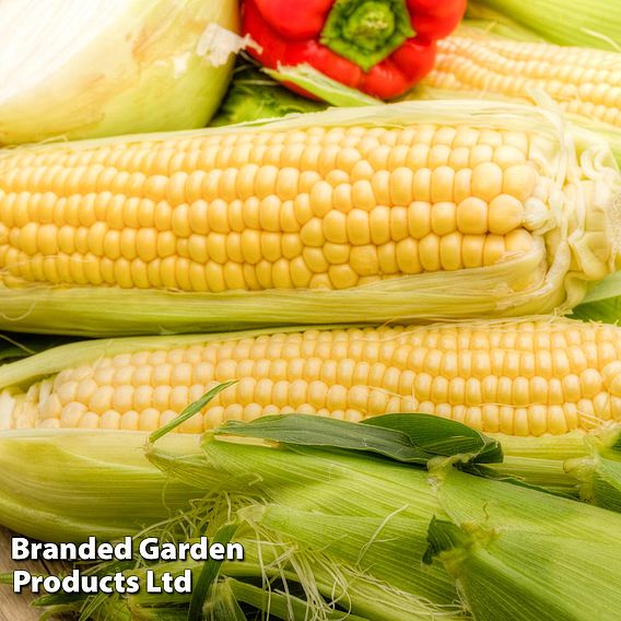Sweetcorn 'Earlibird' F1 - Seeds