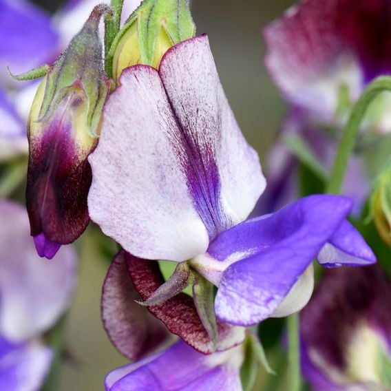 Sweet Pea 'Three Times As Sweet' - Seeds