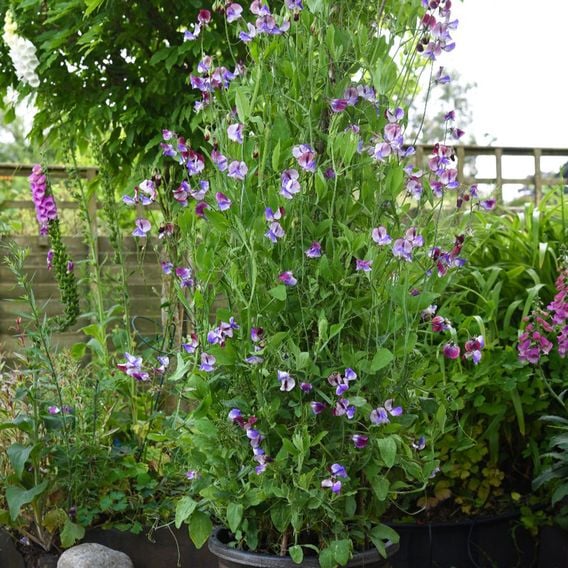 Sweet Pea 'Three Times As Sweet' - Seeds
