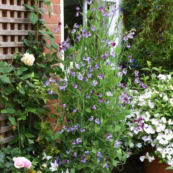 Sweet Pea 'Three Times As Sweet' - Seeds