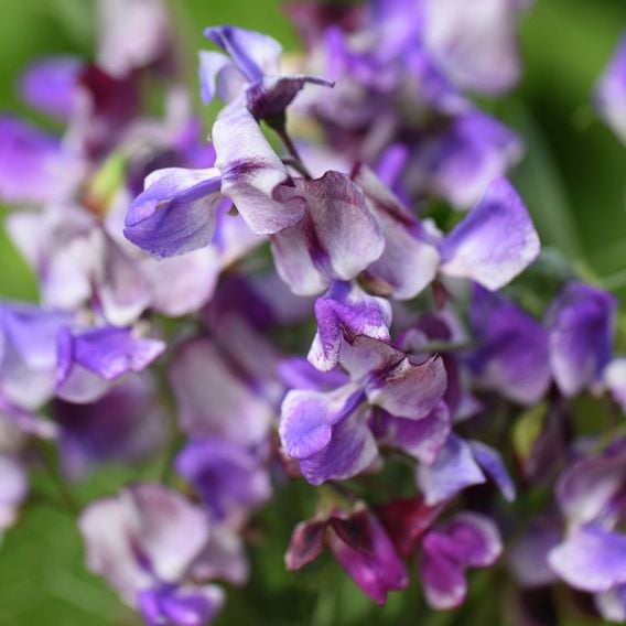 Sweet Pea 'Three Times As Sweet' - Seeds