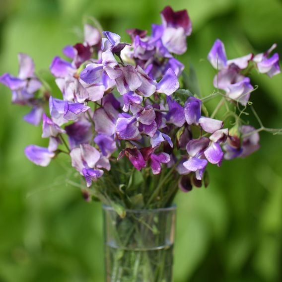 Sweet Pea 'Three Times As Sweet' - Seeds