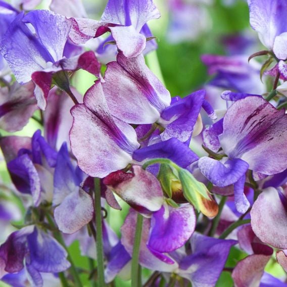 Sweet Pea 'Three Times As Sweet' - Seeds