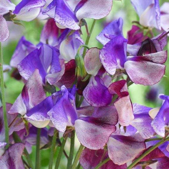 Sweet Pea 'Three Times As Sweet' - Seeds