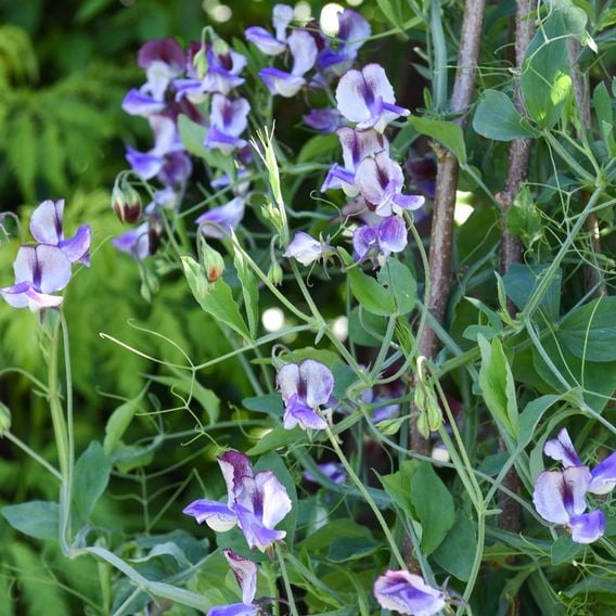 Sweet Pea 'Three Times As Sweet' - Seeds