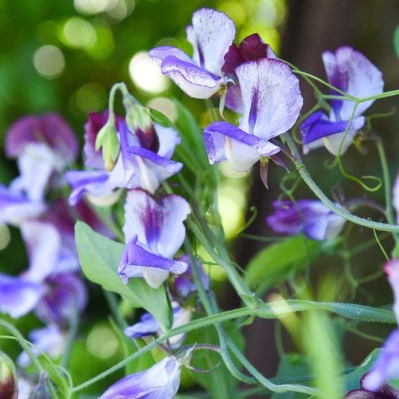 Sweet Pea 'Three Times As Sweet' - Seeds