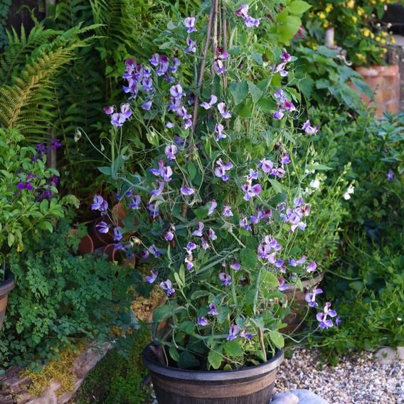 Sweet Pea 'Three Times As Sweet' - Seeds