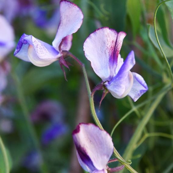 Sweet Pea 'Three Times As Sweet' - Seeds