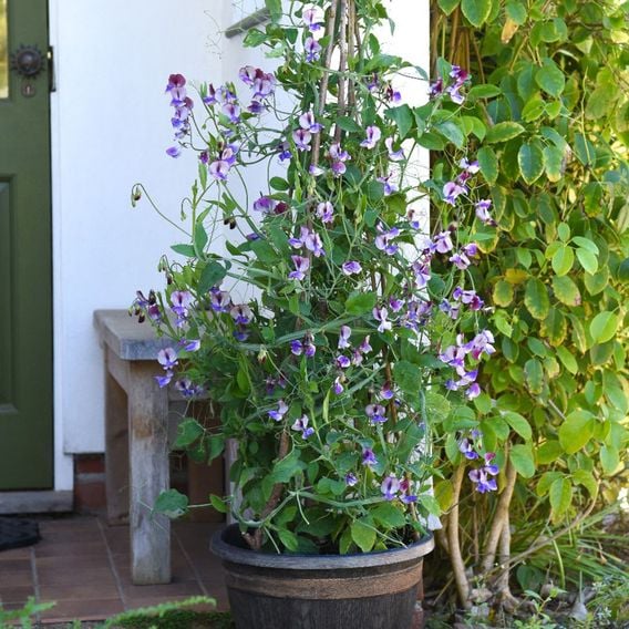 Sweet Pea 'Three Times As Sweet' - Seeds