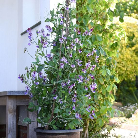 Sweet Pea 'Three Times As Sweet' - Seeds