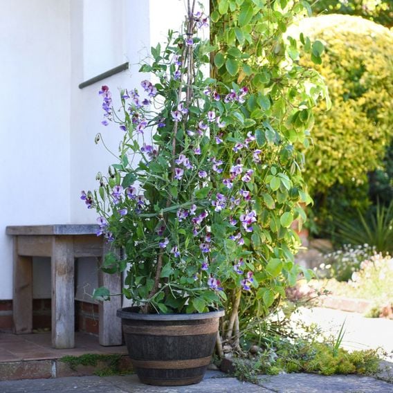 Sweet Pea 'Three Times As Sweet' - Seeds