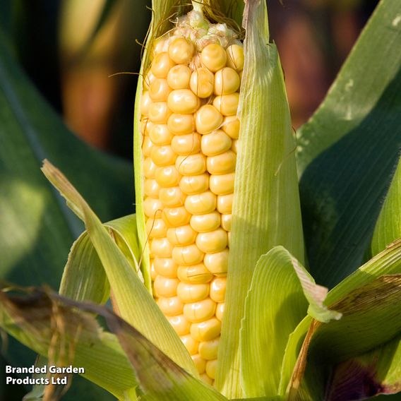 Sweetcorn 'Damaun' - Organic Seeds