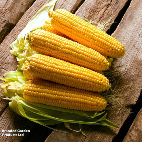 Sweetcorn 'Damaun' - Organic Seeds
